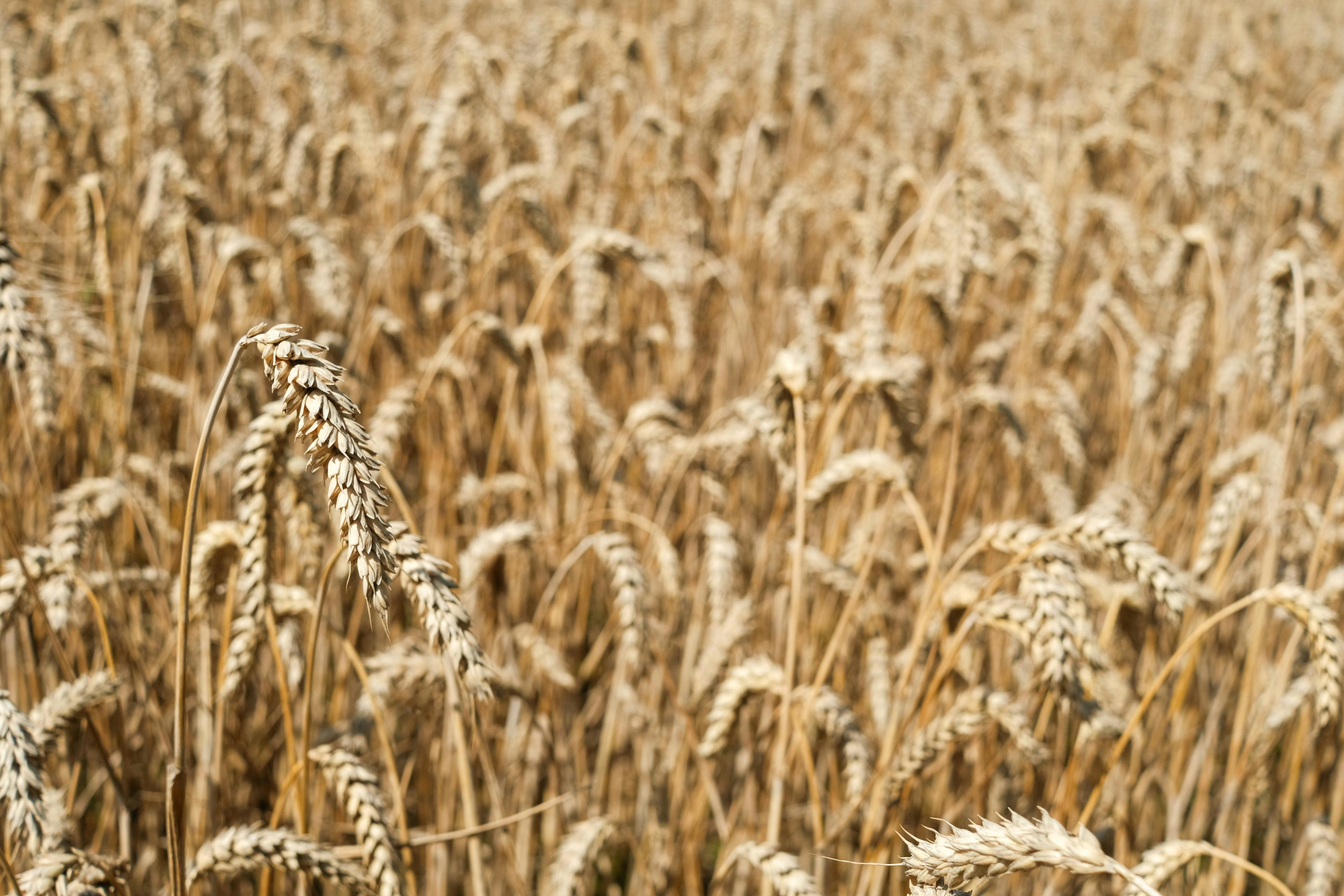 Agricultural & Food Products