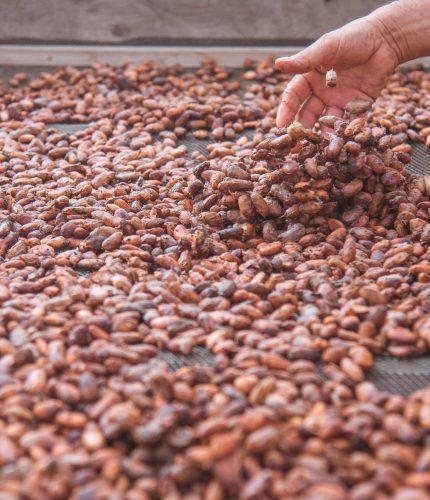 Dry cocoa beans